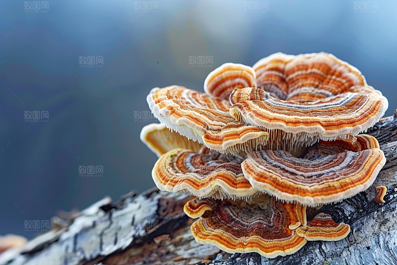 菌菇食材新鲜摄影图