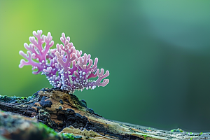 菌菇新鲜食材摄影图
