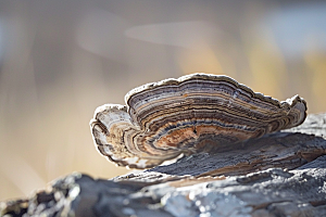 菌菇山野山珍摄影图