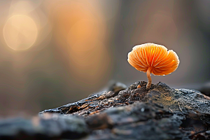 菌菇食用菌采菌子摄影图