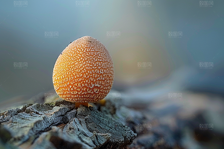 菌菇新鲜采菌子摄影图