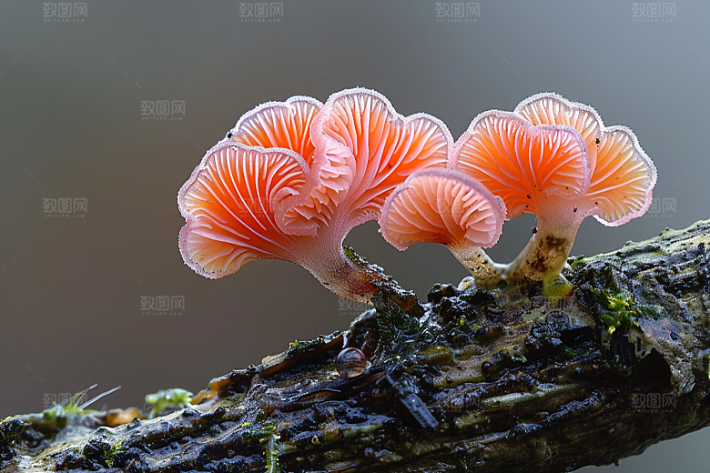 菌菇山珍山林摄影图