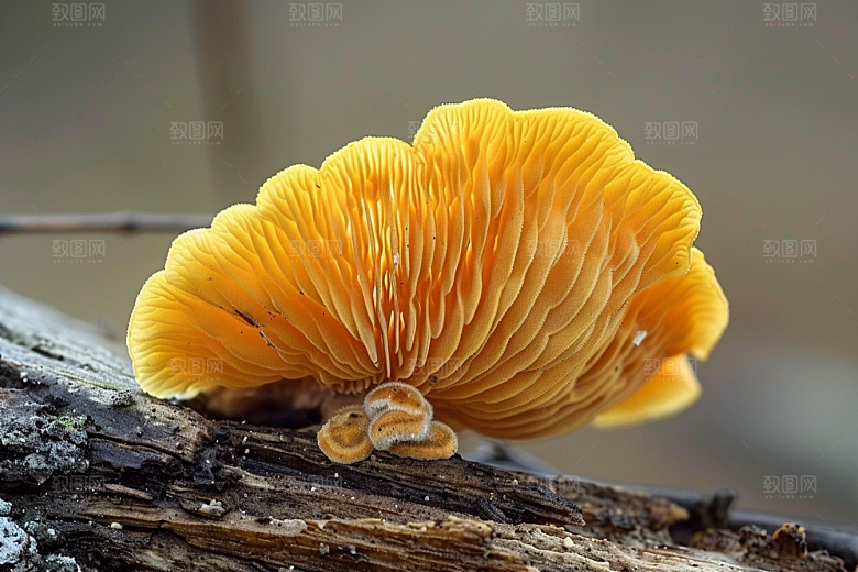 菌菇美食美味摄影图