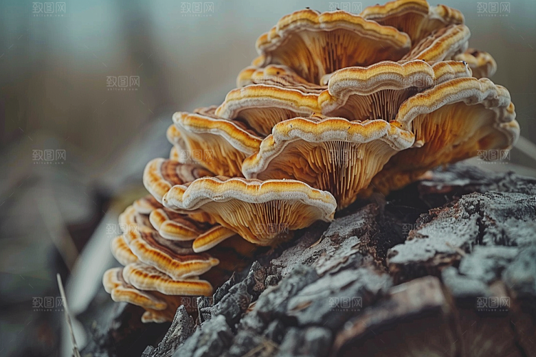 菌菇山林蘑菇摄影图