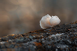 菌菇蘑菇食材摄影图
