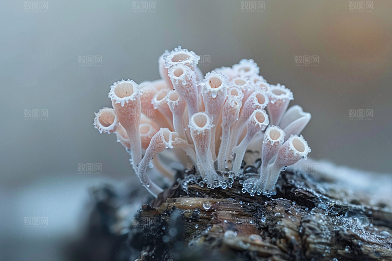 菌菇蘑菇山林摄影图