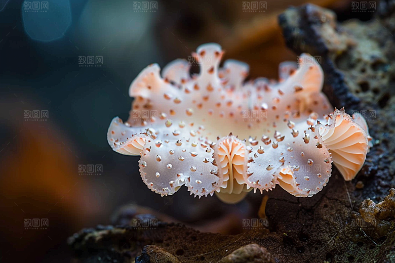 菌菇菌类鲜味摄影图