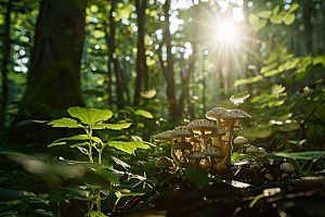 菌菇菌类山珍摄影图