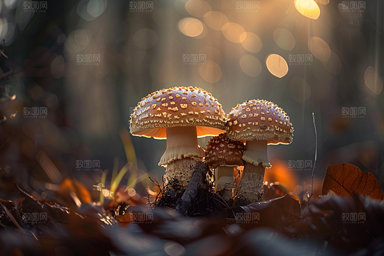 菌菇美食山珍摄影图