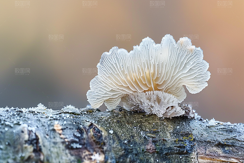 菌菇高清美味摄影图