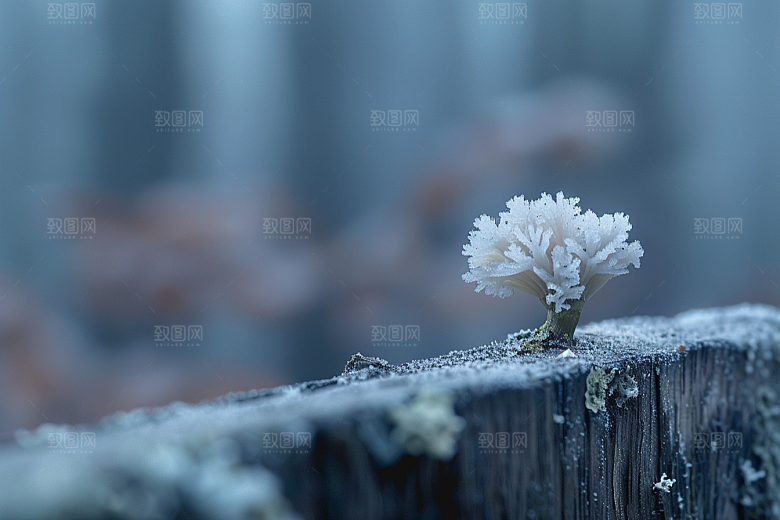 菌菇采菌子山野摄影图