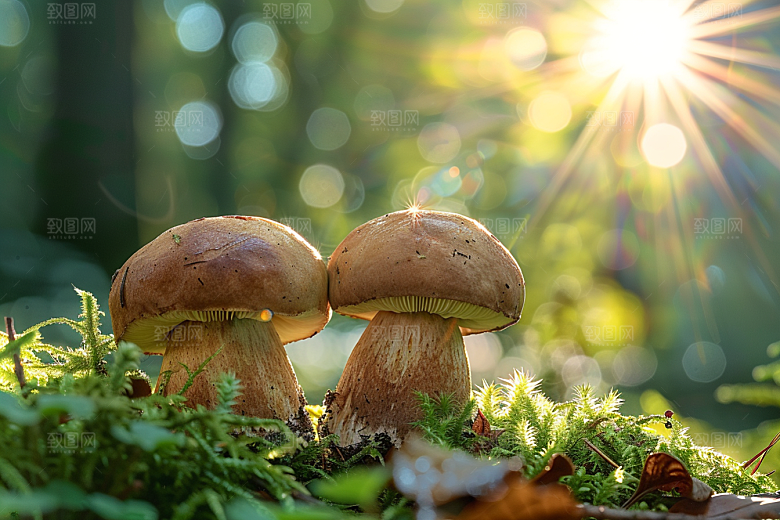 菌菇食用菌采菌子摄影图