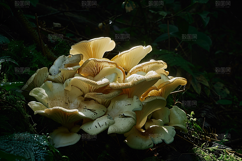 菌菇食用菌新鲜摄影图
