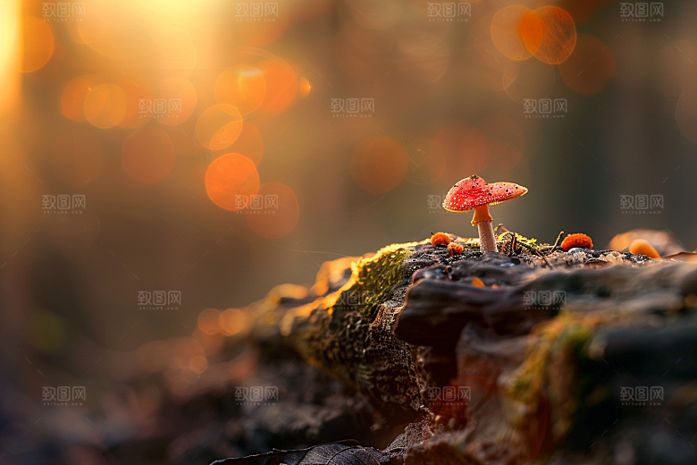 菌菇新鲜菌类摄影图