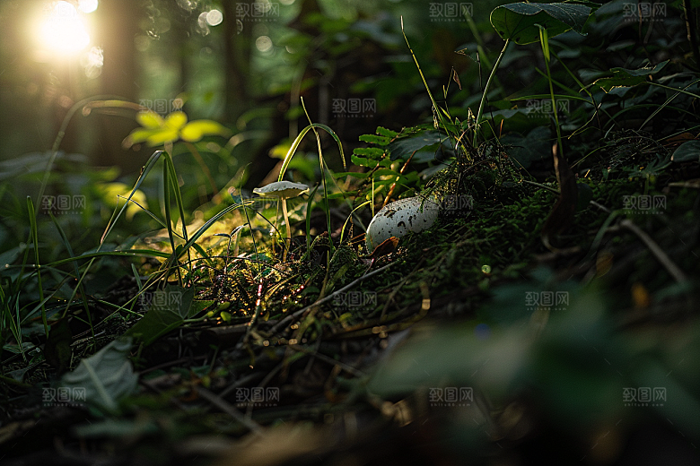 菌菇菌类鲜味摄影图