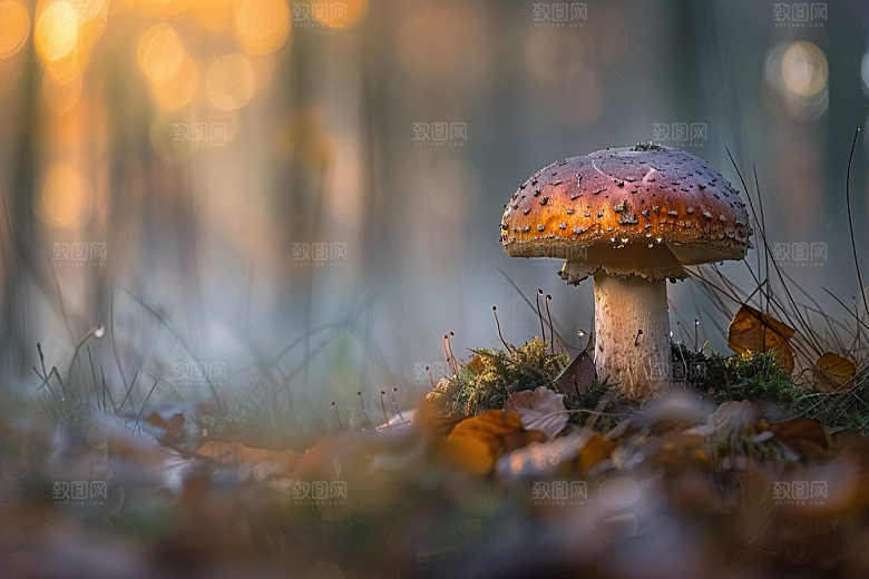菌菇山林蘑菇摄影图
