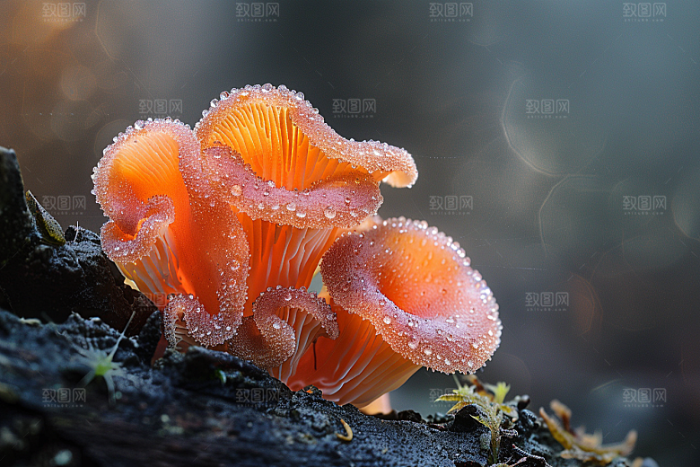 菌菇山野美味摄影图