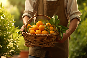 橙子采摘秋季美食高清摄影图