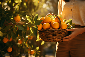 橙子采摘脐橙秋季美食摄影图