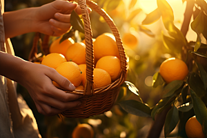 橙子采摘美味高清摄影图