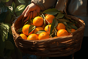 橙子采摘果品新鲜摄影图