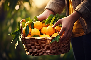 橙子采摘果篮果品摄影图