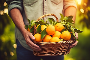 橙子采摘秋季美食果篮摄影图