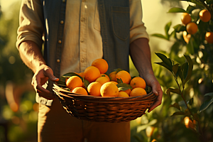 橙子采摘秋季美食水果摄影图