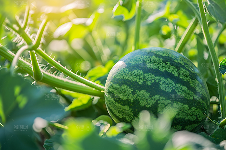 西瓜水果夏日摄影图