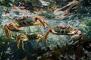 梭子蟹美食海鲜摄影图