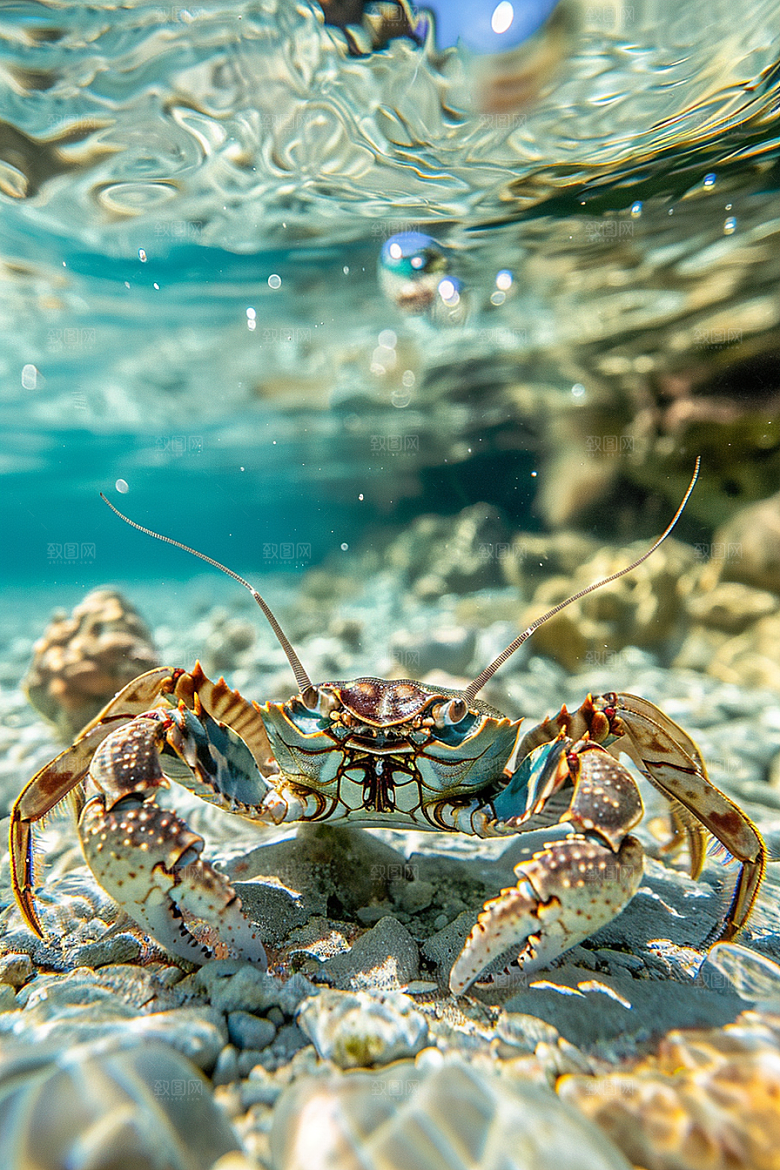 梭子蟹海蟹海货摄影图