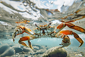梭子蟹海洋海蟹摄影图