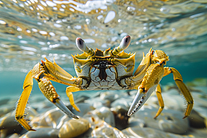 梭子蟹海洋海鲜摄影图