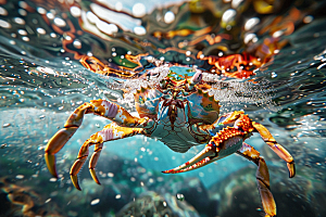 梭子蟹螃蟹海鲜摄影图