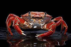 梭子蟹美食海货摄影图