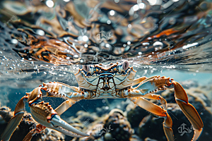 梭子蟹海鲜大海摄影图
