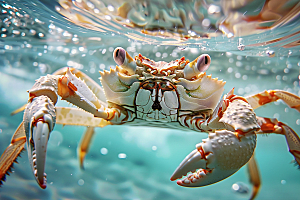 梭子蟹海货螃蟹摄影图