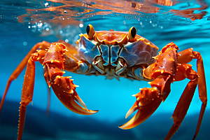 梭子蟹大海海蟹摄影图