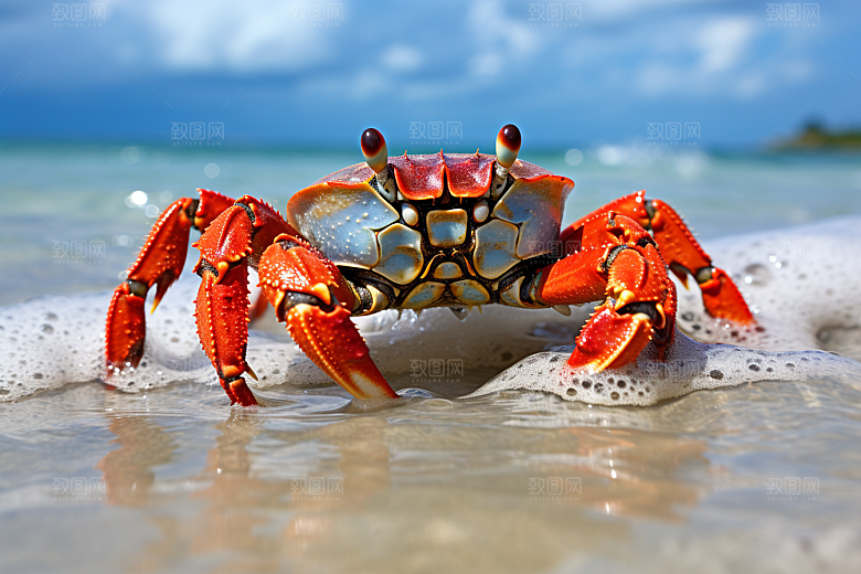 梭子蟹美食海洋摄影图