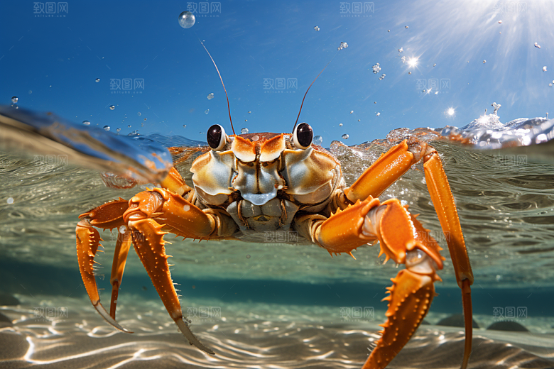 梭子蟹海鲜美味摄影图