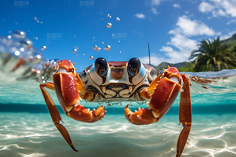 梭子蟹美味海货摄影图