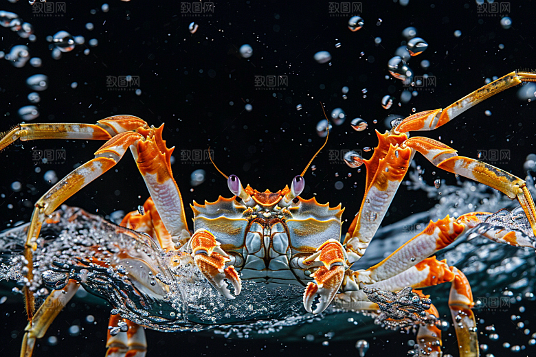 梭子蟹海鲜海蟹摄影图