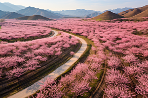 春季桃花美丽花朵摄影图