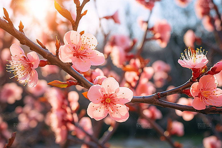 春季桃花山花烂漫风景摄影图