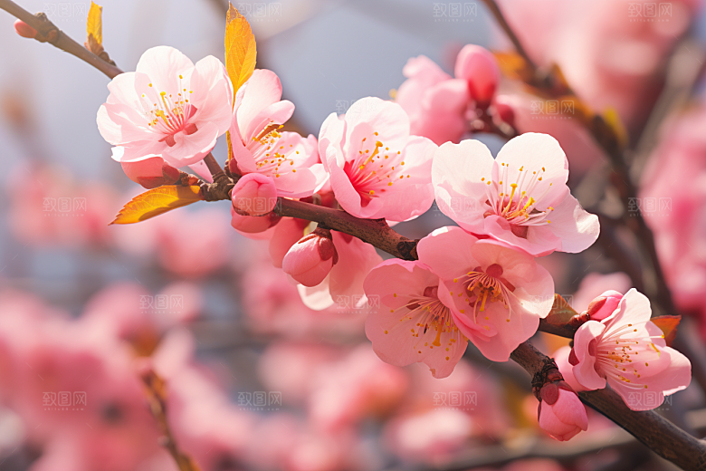 春季桃花风景桃园摄影图