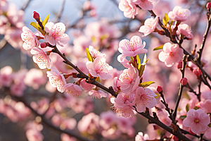 春季桃花山花烂漫风光摄影图