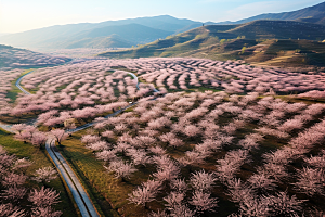 春季桃花花朵桃园摄影图