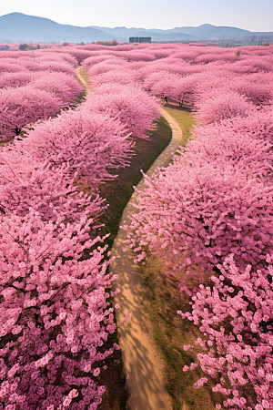 春季桃花山花烂漫花朵摄影图