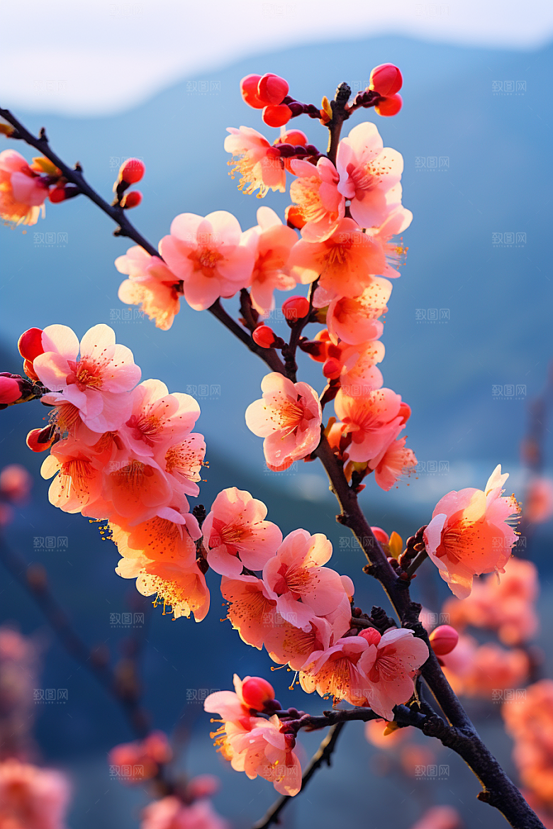 春季桃花春天花卉摄影图