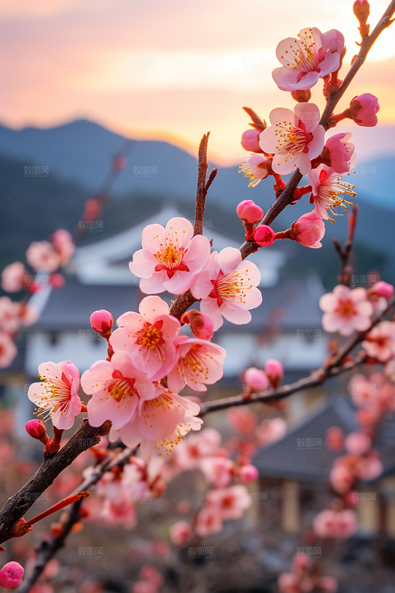 春季桃花桃园花朵摄影图